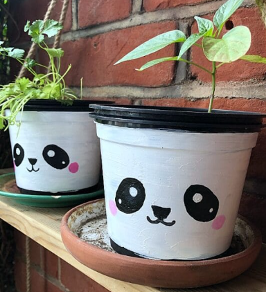plant teen panda 