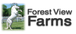 forrest view